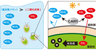 藻類のCO2吸収の鍵となる細胞外タンパク質の機能を解明―40年来の議論にゲノム編集技術で決着―