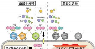 ビタミンBの吸収・代謝には亜鉛栄養が重要