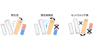 先天性筋疾患の原因を解明：「一人二役」を担う膜貫通セグメントが鍵―将来の有効な治療法への期待―