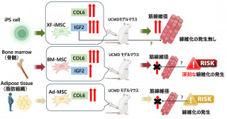 ウルリッヒ型先天性筋ジストロフィーモデルマウスにおけるヒト iPS 細胞由来間葉系間質細胞の特異な筋再生能力