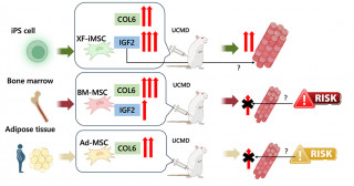 Scrutinizing cells for clues to a treatment for muscular dystrophy