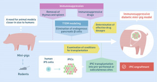 Modeling diabetes in minipigs for more accurate testing of potential cell therapies