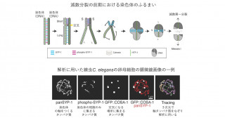どちらが長くてどちらが短い？細胞が、定規を使わずに染色体部位の長さを比べることができる分子メカニズムとは？