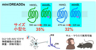 化学遺伝学ツールDREADDの小型化に成功―「一度で二度おいしい」神経活動操作新技術の開発へ―