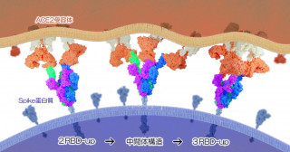 新型コロナウイルス変異株の構造特性を解明―流行株の変化を原子レベルで可視化―