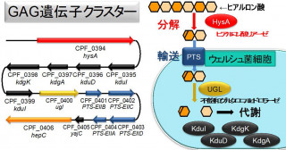 日和見病原性ウェルシュ菌のヒアルロン酸分解機構―抗菌剤開発への展開―