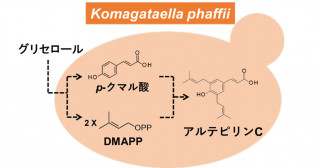 プロポリス主成分の微生物生産における世界最高値を10倍以上更新