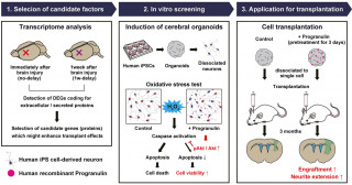 Enhancing the efficacy of cell transplantation therapy for stroke or traumatic brain injury
