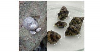 マイクロプラスチックが海洋生態系を変える？―マイクロプラスチック浸出液がマツバガイの捕食者回避に与える影響―