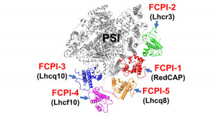 珪藻光化学系Iフコキサンチンクロロフィル結合タンパク質超複合体の立体構造解析を基盤とするタンパク質間相互作用の解明