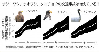 希少鳥類の交通事故発生パターンの推定―長期データと状態空間モデルを用いた解析―