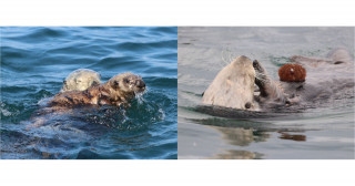 環境変化がラッコの捕食行動に与える影響の解明―道東における赤潮の影響―