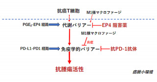 PGE2はがん免疫の代謝バリアーを誘導する―PGE2はヒトがんに浸潤した免疫細胞のエネルギー代謝を抑制し不活化する―