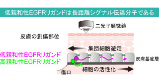 低親和性EGFRリガンドが長距離シグナル伝達分子であることを発見―くっつきにくい方が遠くまで到達できる―