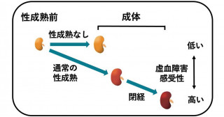 性成熟期と成人期のエストロゲンが急性腎障害への感受性に与える影響―腎障害におけるエストロゲンの二面性―