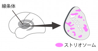 ドパミン放出と運動を抑制する大脳基底核線条体ストリオソームの機能同定―半世紀にわたる謎の解明につながる成果―