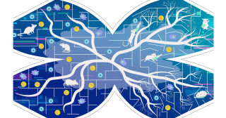 ステロイドが新生血管病変に与える二面性―病的血管新生を抑制するが、修復的な血管再構築を損なう―