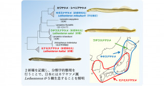 新種ウチワスナヤツメとミナミスナヤツメを報告―日本産カワヤツメ属は2新種を含む5種に―
