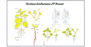 ベンサミアナタバコの遺伝子発現データベースを構築 実験モデル植物の遺伝子解析ツールをウェブで提供
