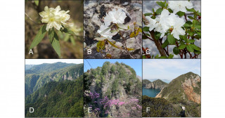 ゲノム解析が解き明かした“他人の空似”―孤島で見つかったツツジは新種だった―