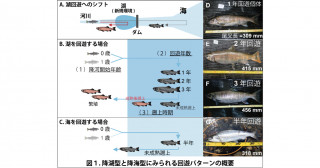 新規環境への進出に際して生じる生き方の多様化～「湖」へ回遊したサケ科魚類における回遊パターンの多様化と大型化～