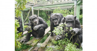 Peeing with your peers