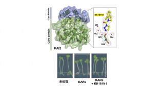 KAI2由来生理現象解明を可能にするKAI2阻害剤を発見―作物の潜在的な能力応用へ―