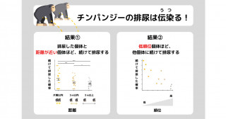 チンパンジーにおける排尿の伝染―仲間がおしっこすると、つられておしっこする―