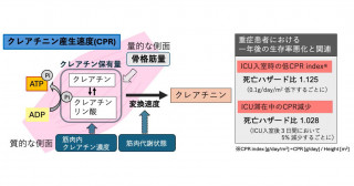 新たな指標「CPR」を用いて重症患者の筋肉の状態を簡単に評価することが可能に