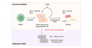iPS細胞から成人型に近い「成熟心外膜」を効率的に創出する新技術の開発〜心臓再生医療の新たな可能性を拓く〜