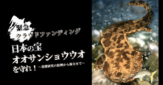 地球環境学堂 爬虫両棲類学研究室は、絶滅の危機に瀕するオオサンショウウオの調査・保全活動を実施するためのクラウドファンディングを開始しました